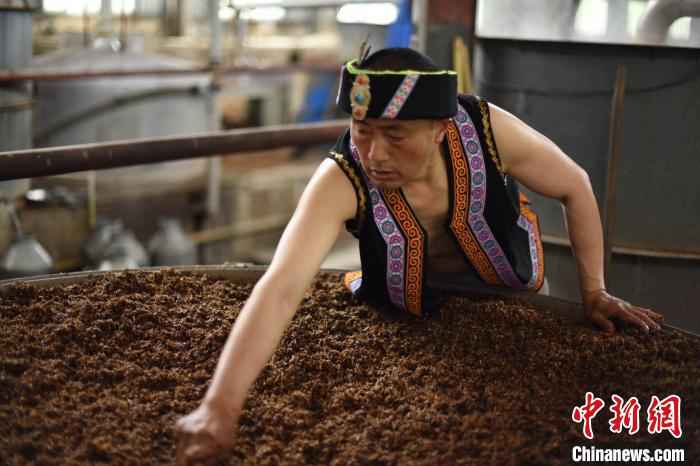 羌族大叔酿酒。受访者供图 汶川羌族小伙返乡创业记:经历过从无到有的人,更容易站起来